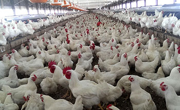 Poultry Farms